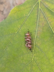 Lepidoptera