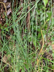 Equisetum ramosissimum