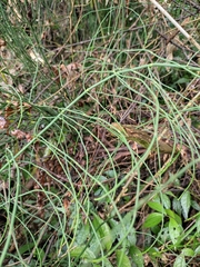Equisetum ramosissimum