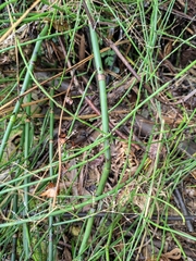 Equisetum ramosissimum