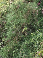 Equisetum ramosissimum