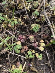 Alchemilla occidentalis