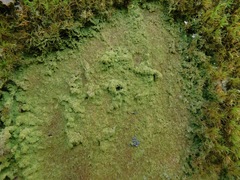 Phyllopsora isidiotyla