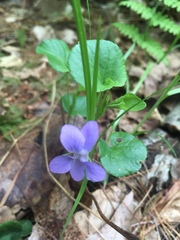 Viola labradorica