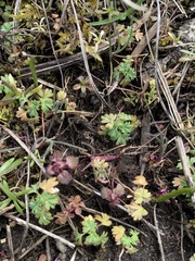Alchemilla occidentalis