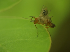 Thyene imperialis