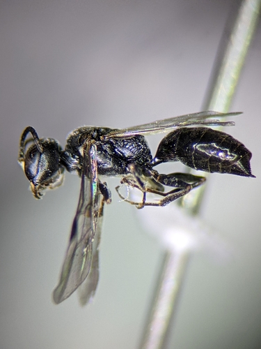 Passaloecus monilicornis