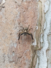 Asaphobelis physonychus