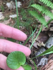 Viola labradorica