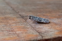 Auchenorrhyncha