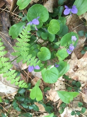 Viola labradorica