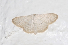 Scopula benitaria