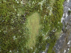 Phyllopsora isidiotyla