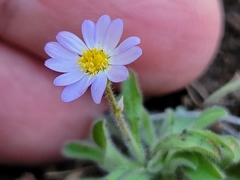 Chaetopappa bellidifolia