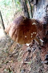 Fungi