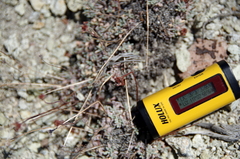 Eriogonum caespitosum