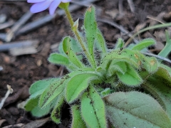 Chaetopappa bellidifolia