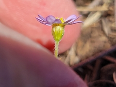 Chaetopappa bellidifolia