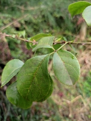 Eleutherococcus trifoliatus