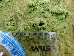 Phyllopsora isidiotyla