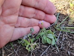 Chaetopappa bellidifolia