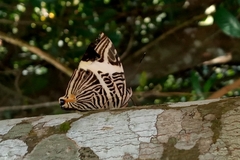 Colobura dirce