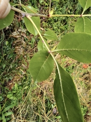 Eleutherococcus trifoliatus