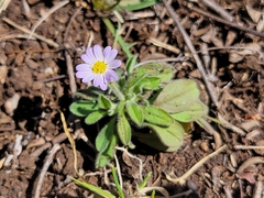 Chaetopappa bellidifolia