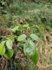 Eleutherococcus trifoliatus