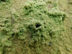 Phyllopsora isidiotyla