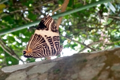 Colobura dirce