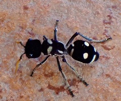 Hoplomutilla xanthocerata image