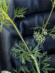 Ammoselinum butleri