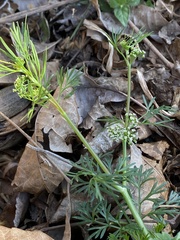 Ammoselinum butleri
