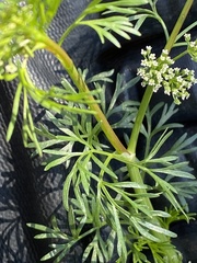 Ammoselinum butleri