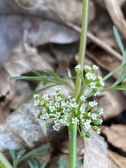 Ammoselinum butleri