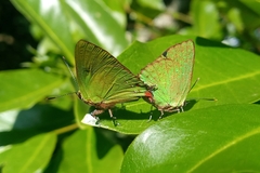 Cyanophrys
