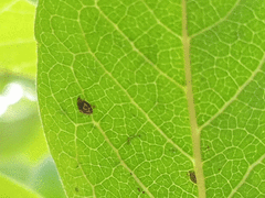 Scymnobius galapagoensis