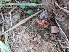 Amphimallon solstitiale