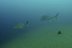 Caranx papuensis