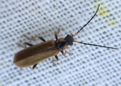Rhagonycha nigriventris