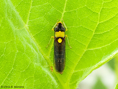 Acrogonia flavoscutellata