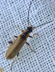 Rhagonycha nigriventris