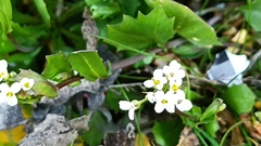 Calepina irregularis