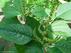 Amaranthus