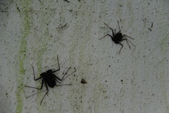 Phrynus operculatus
