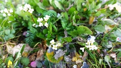 Calepina irregularis