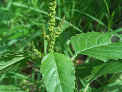 Amaranthus