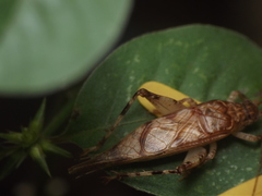Madasumma