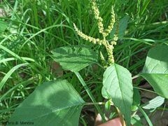 Amaranthus